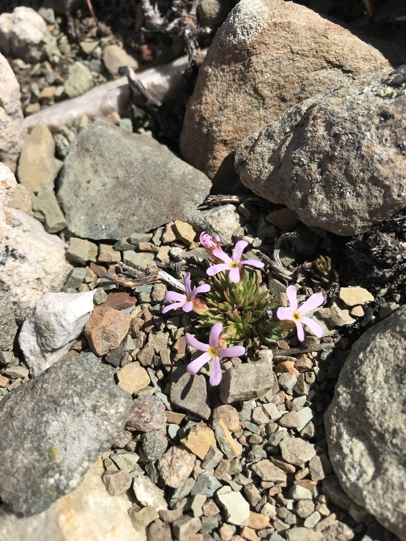 Rocky Mountain Dwarf-Primrose photo 6