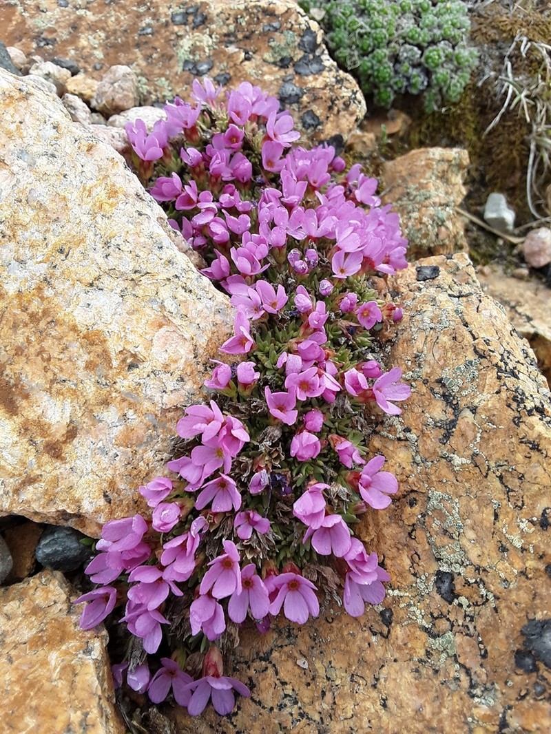 Rocky Mountain Dwarf-Primrose photo 7