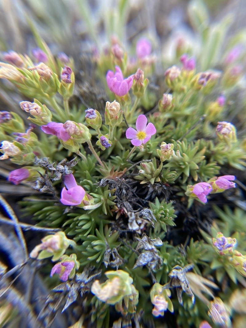Rocky Mountain Dwarf-Primrose photo 8