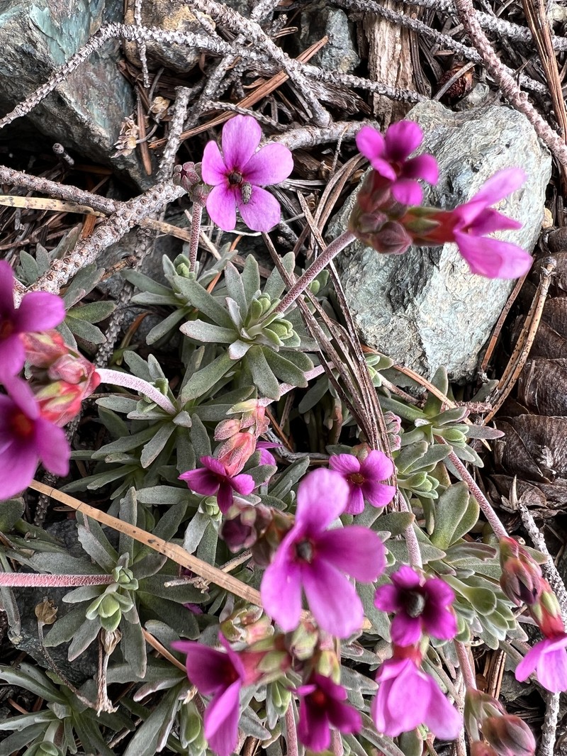 Snow Dwarf-Primrose