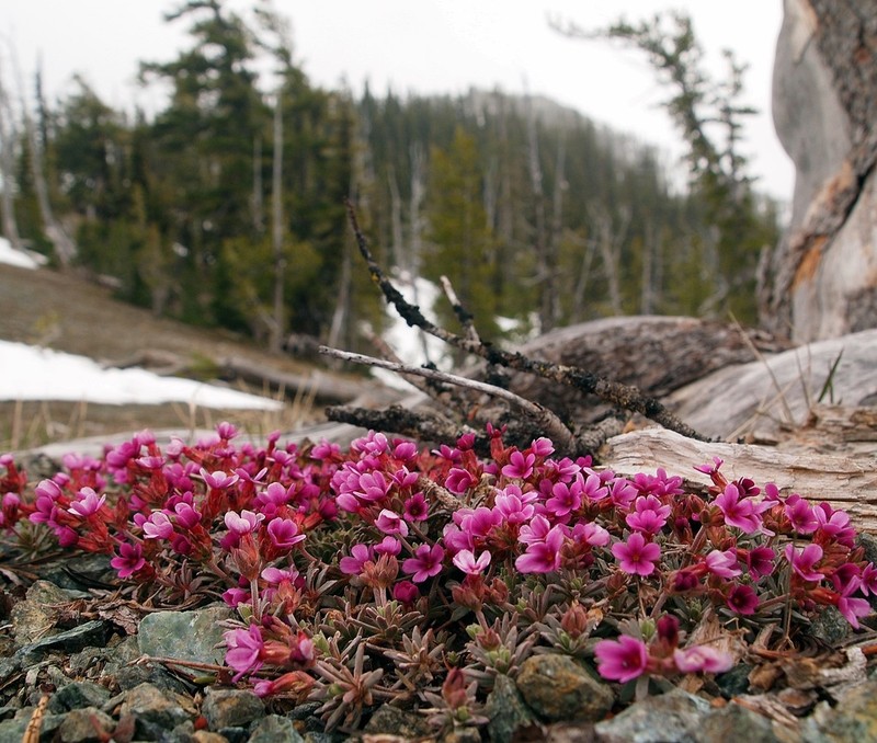 Snow Dwarf-Primrose photo 3