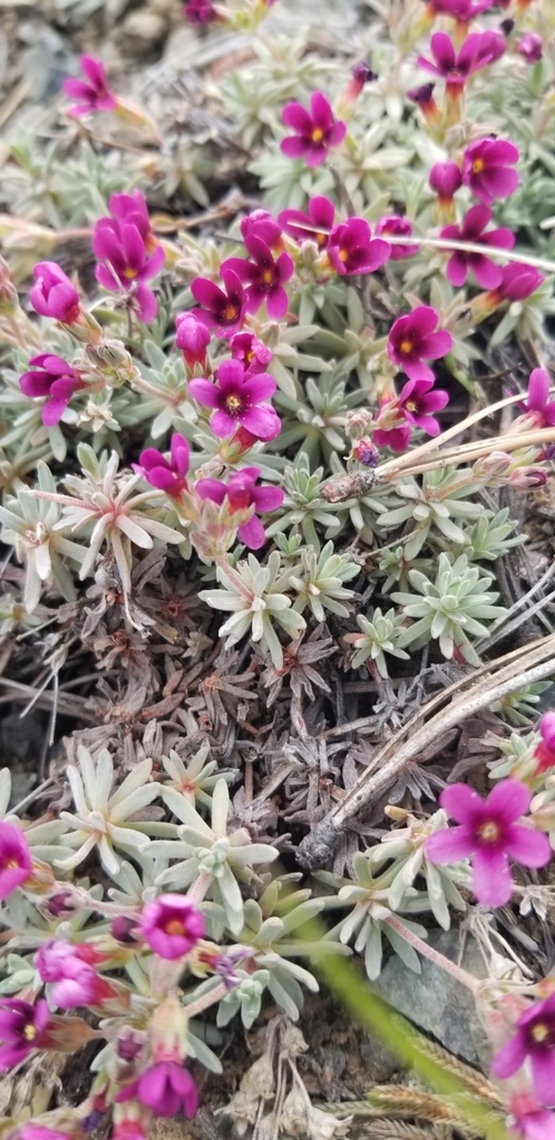 Snow Dwarf-Primrose photo 4