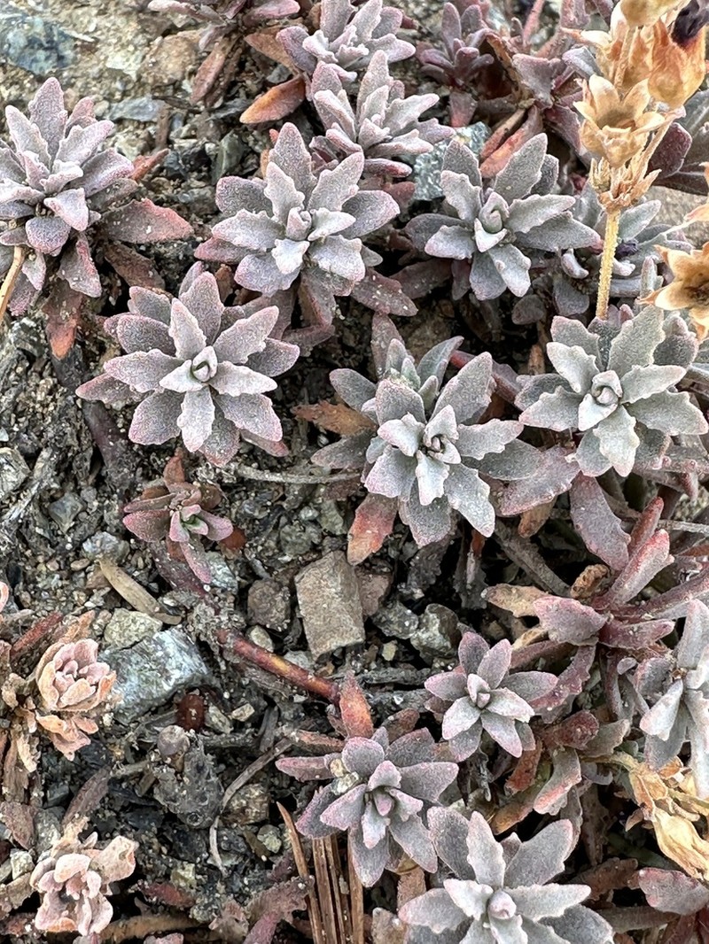 Snow Dwarf-Primrose photo 5