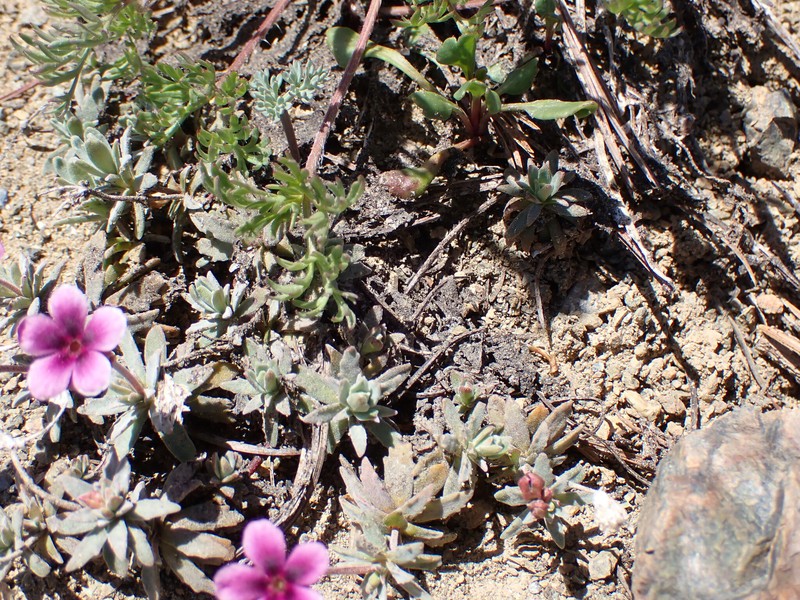 Androsace nivalis subsp. weygaertii