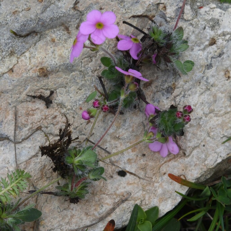 Androsace nortonii