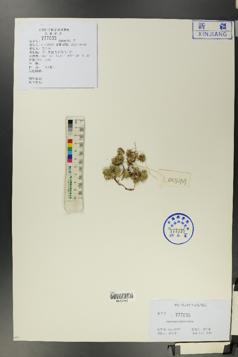 Androsace nortonii photo 2