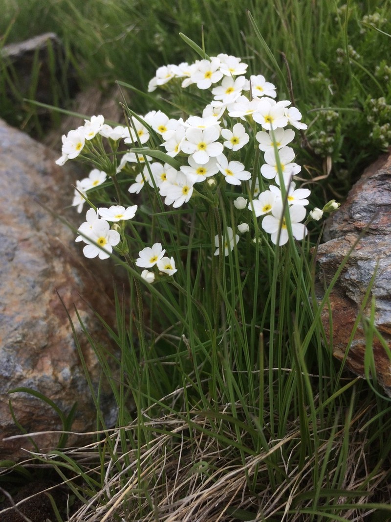 Androsace obtusifolia