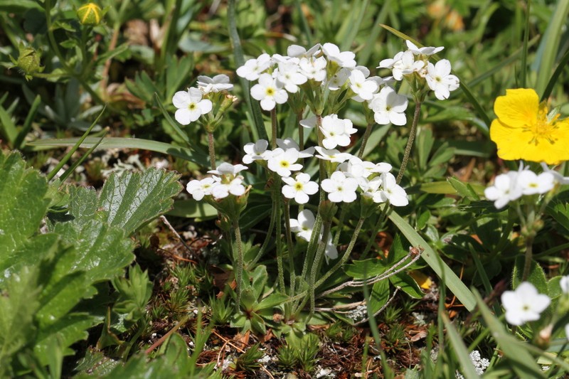 Androsace obtusifolia photo 2