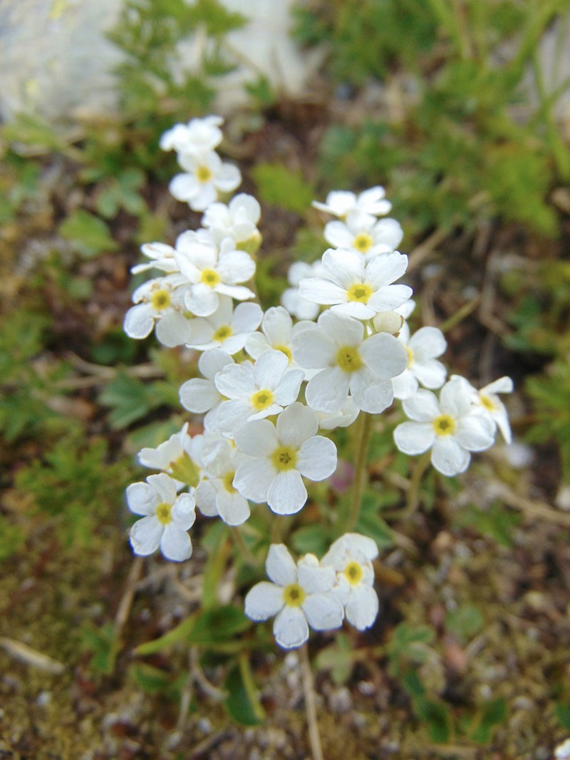 Androsace obtusifolia photo 3