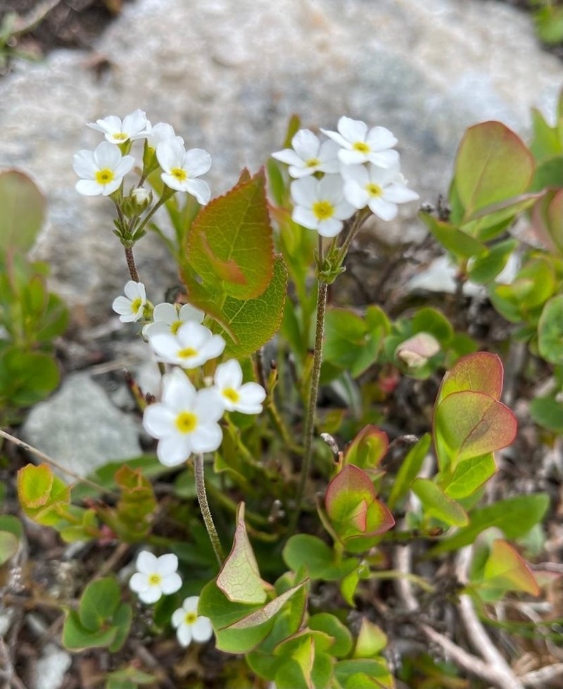 Androsace obtusifolia photo 4
