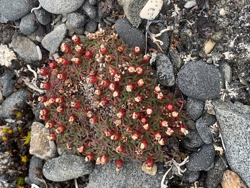 Alaska Dwarf-Primrose