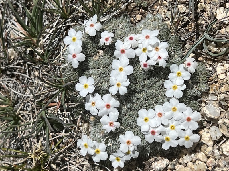 Androsace ovczinnikovii