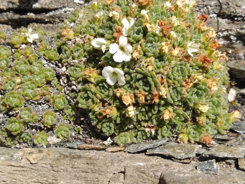 Androsace pubescens