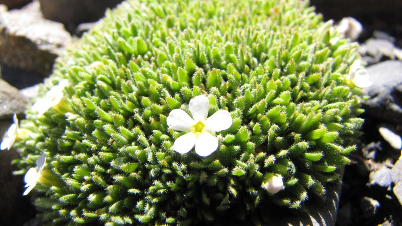 Androsace pubescens photo 2