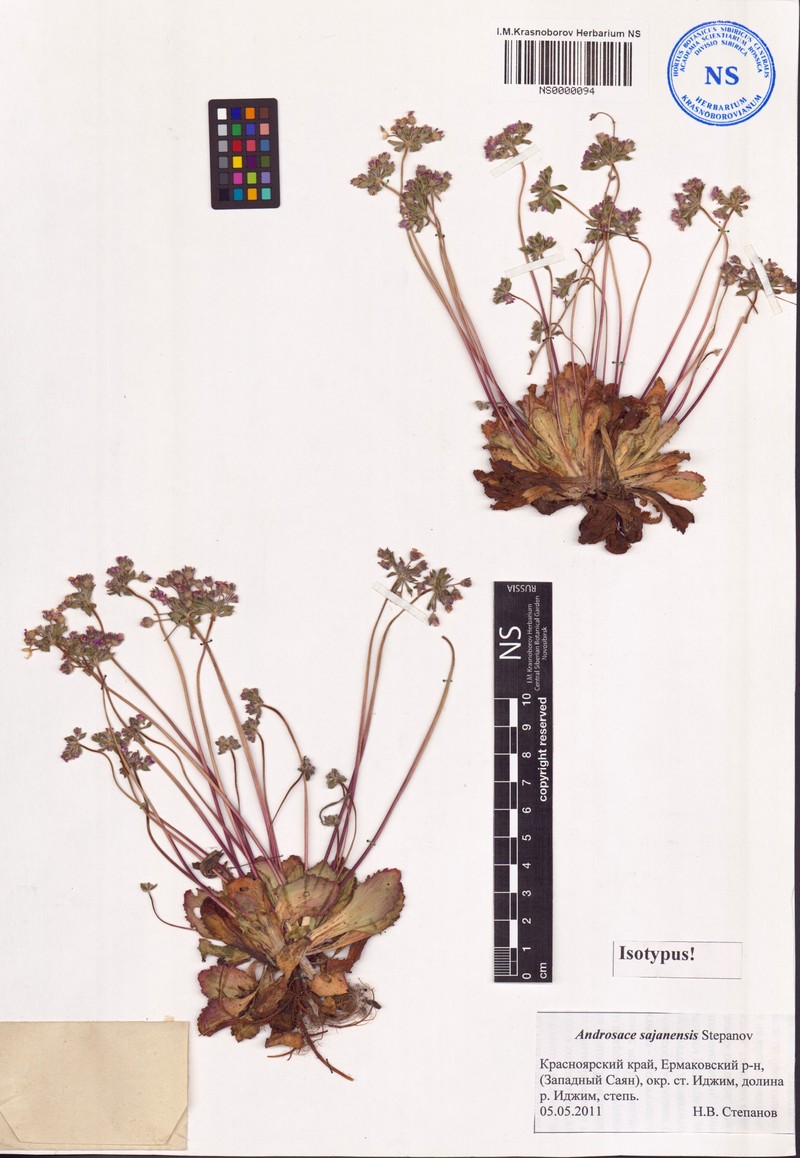 Androsace sajanensis photo 3