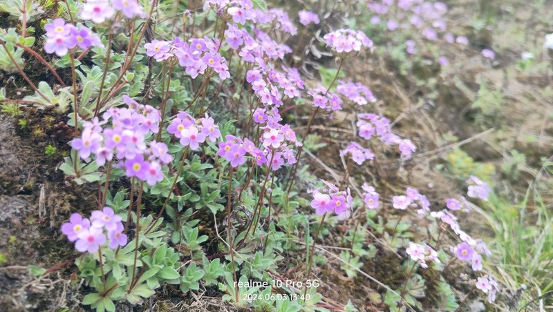 Androsace sarmentosa photo 3
