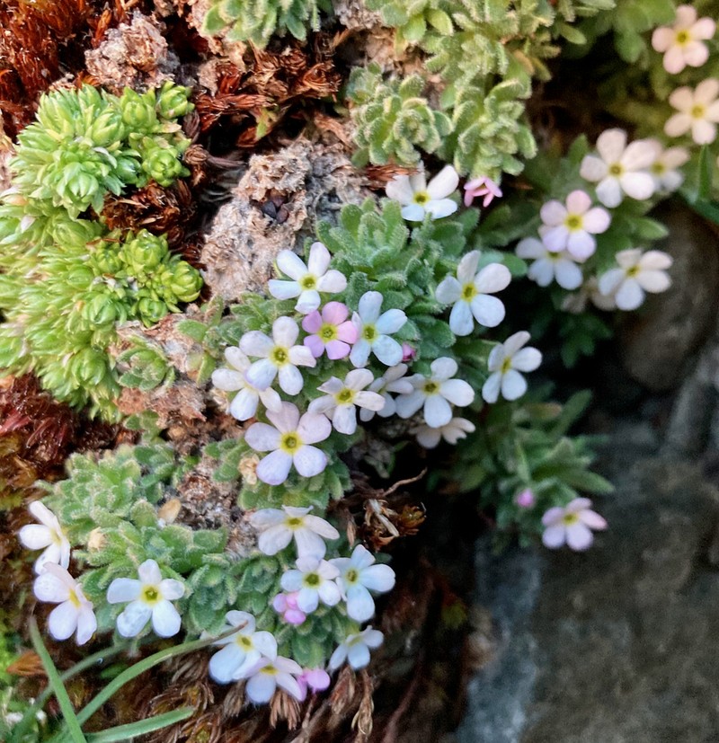 Androsace saussurei