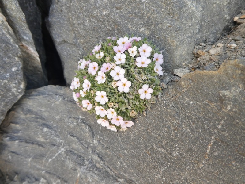 Androsace saussurei photo 2