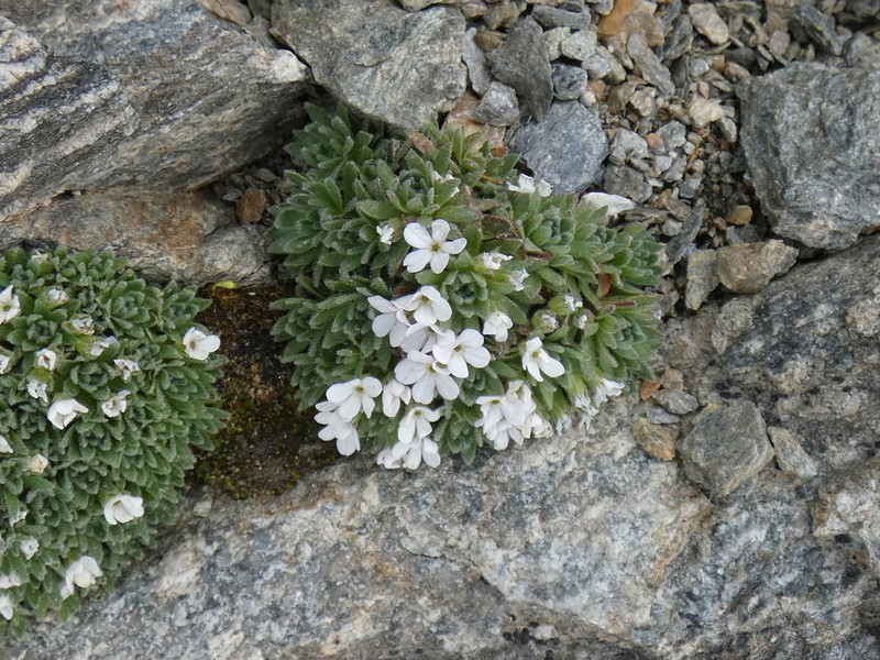 Androsace saussurei photo 3