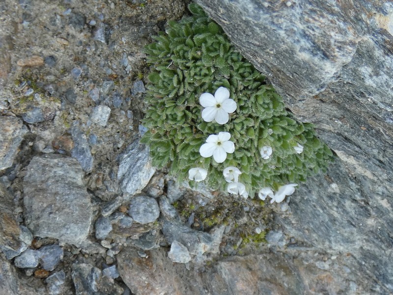Androsace saussurei photo 4