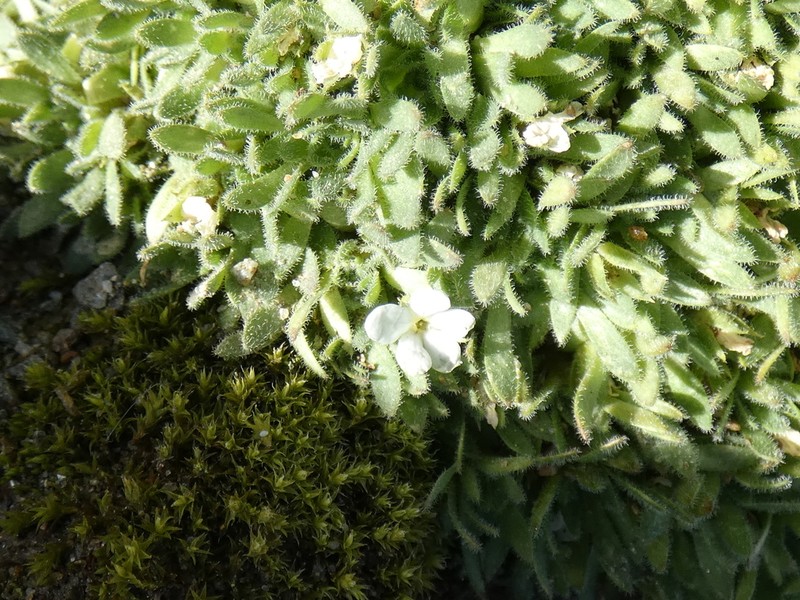 Androsace saussurei photo 5