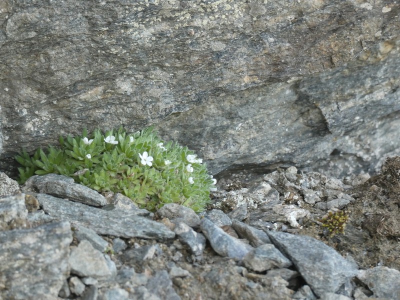 Androsace saussurei photo 6