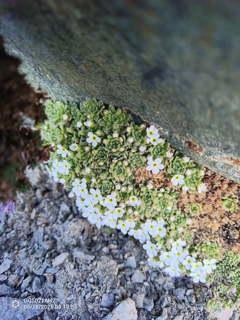 Androsace saussurei photo 7