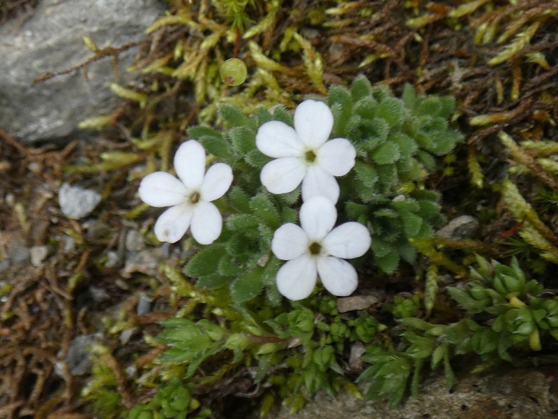 Androsace saussurei photo 8