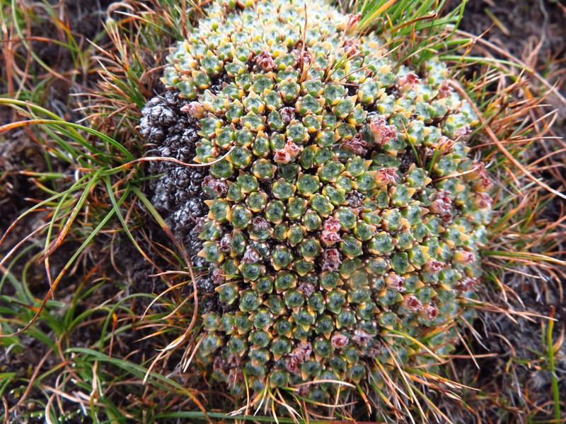 Androsace selago