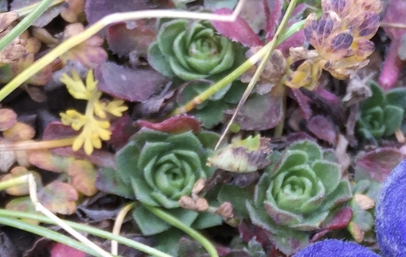 Androsace sempervivoides