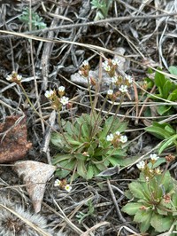 Pygmyflower Rockjasmine