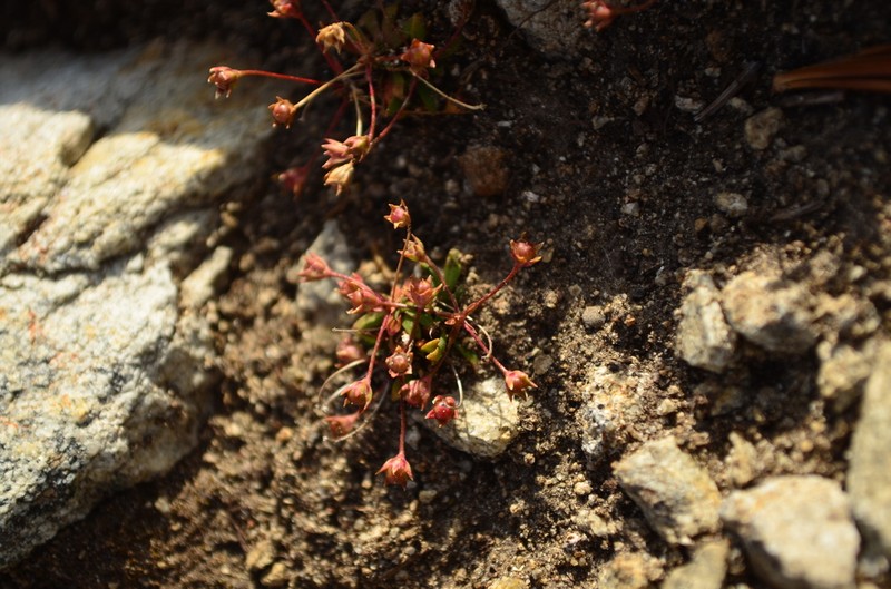 Pygmyflower Rockjasmine photo 2