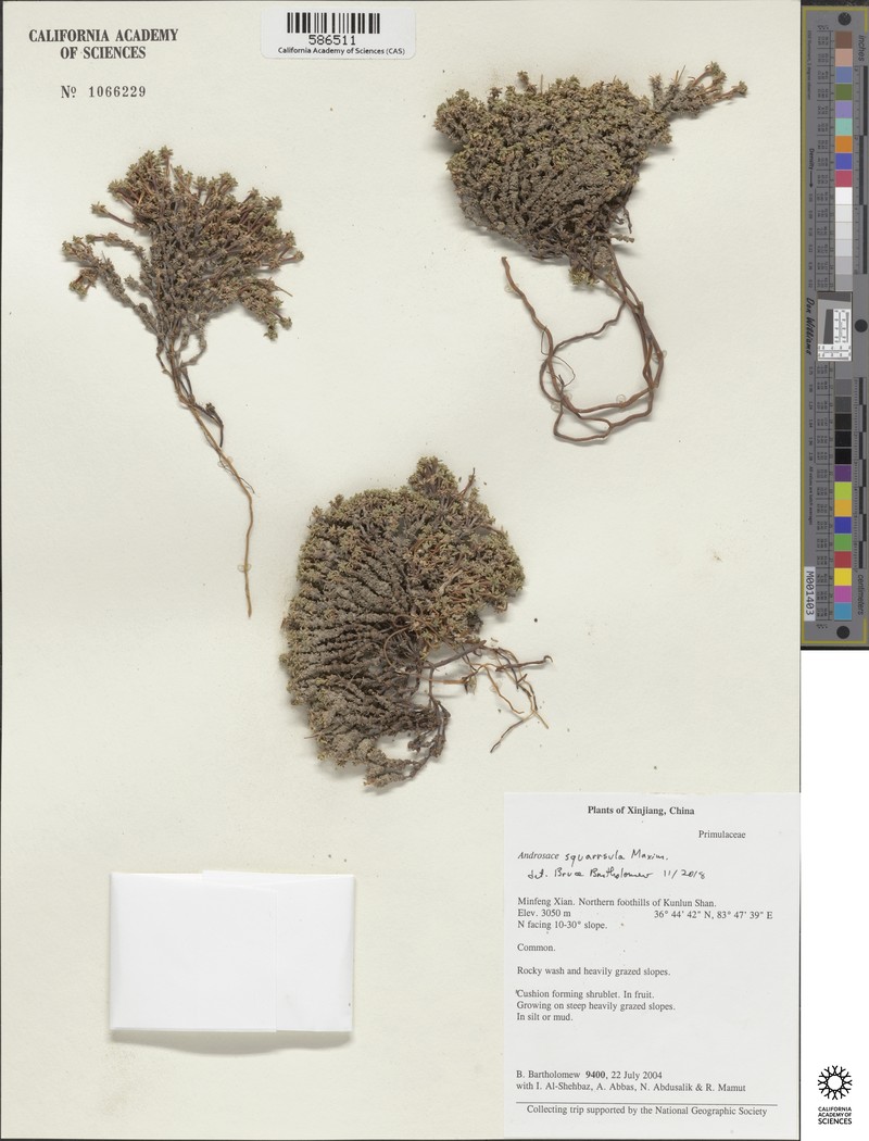 Androsace squarrosula