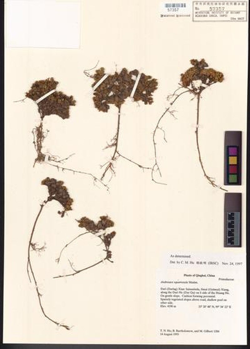 Androsace squarrosula photo 4