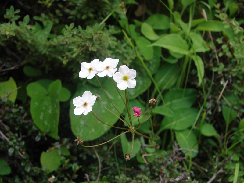 Androsace strigillosa