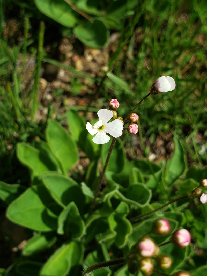 Androsace strigillosa photo 2