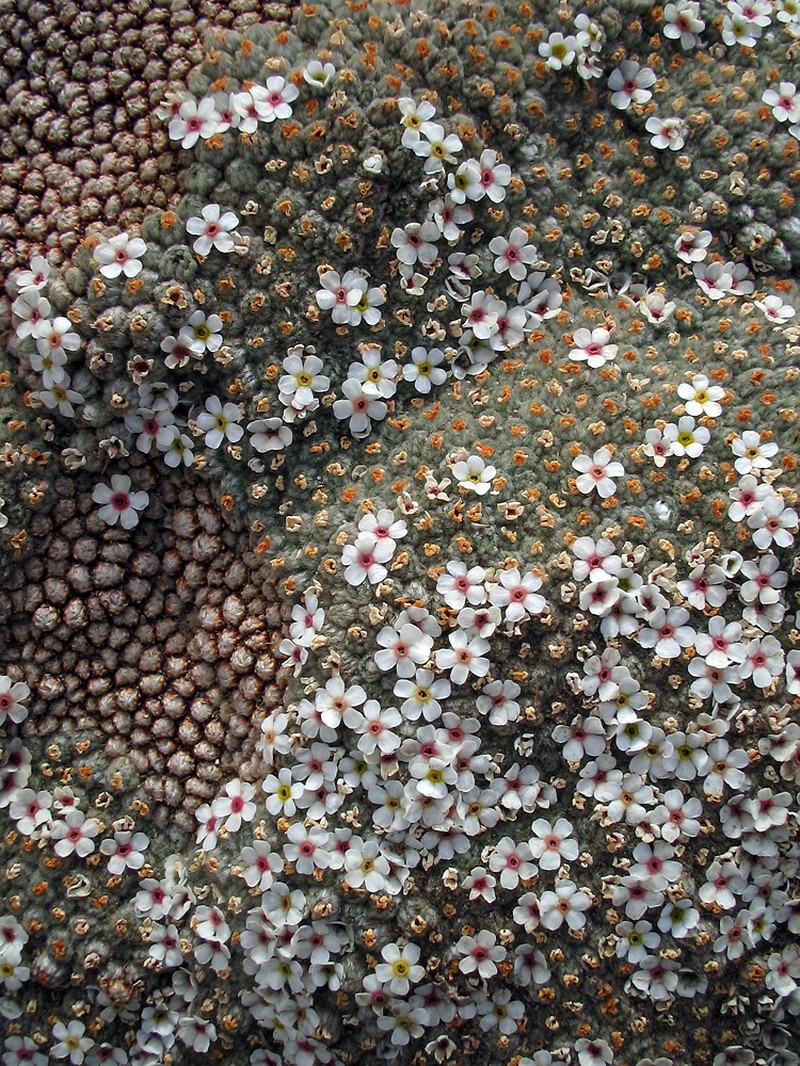 Androsace tapete