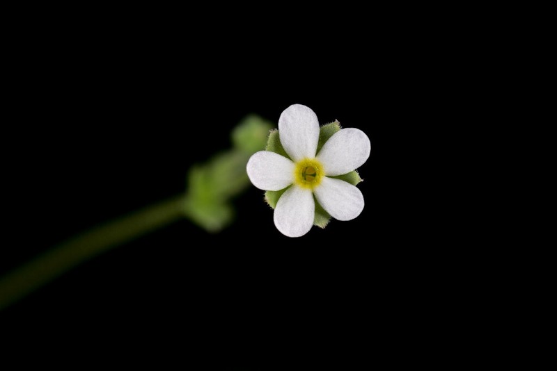 Androsace umbellata