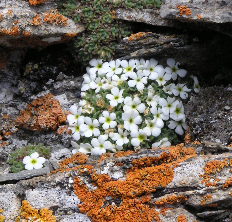 Androsace vesulensis photo 2