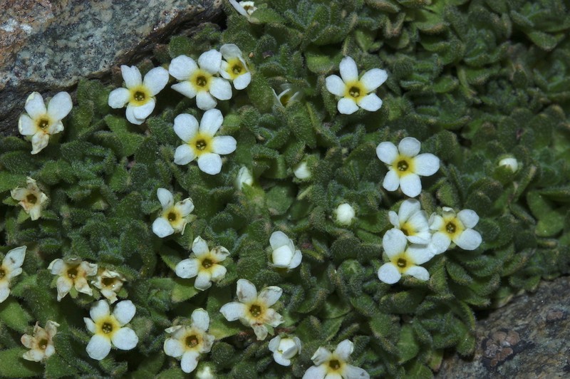 Androsace vesulensis photo 3
