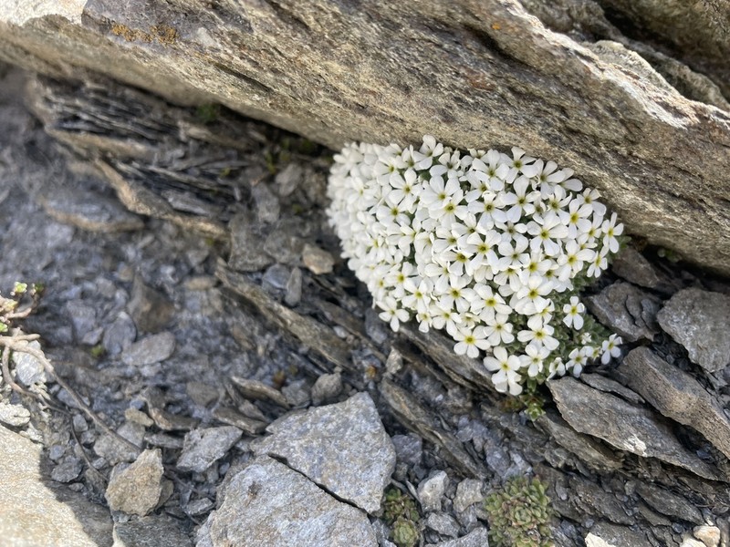 Androsace vesulensis photo 4