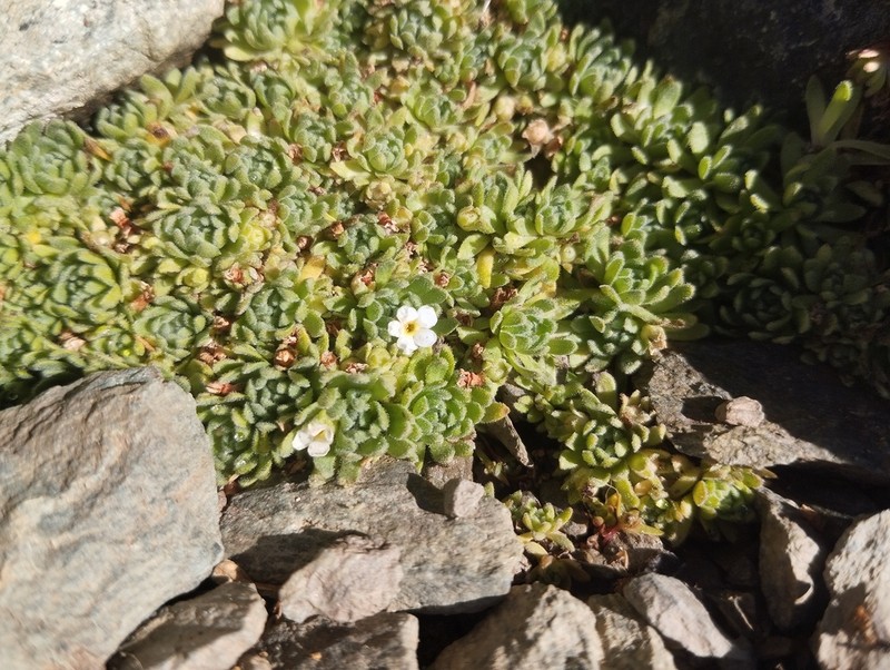 Androsace vesulensis photo 5