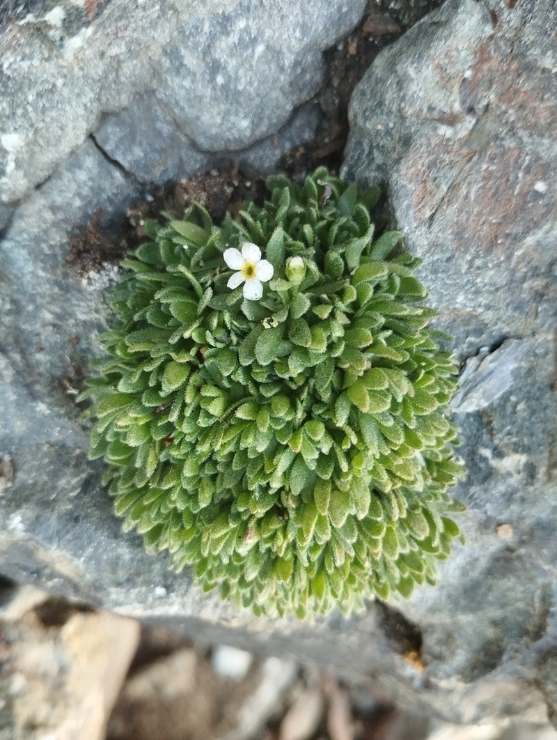 Androsace vesulensis photo 6