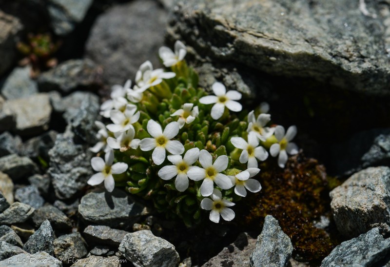 Androsace vesulensis photo 7