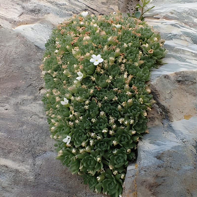 Androsace vesulensis