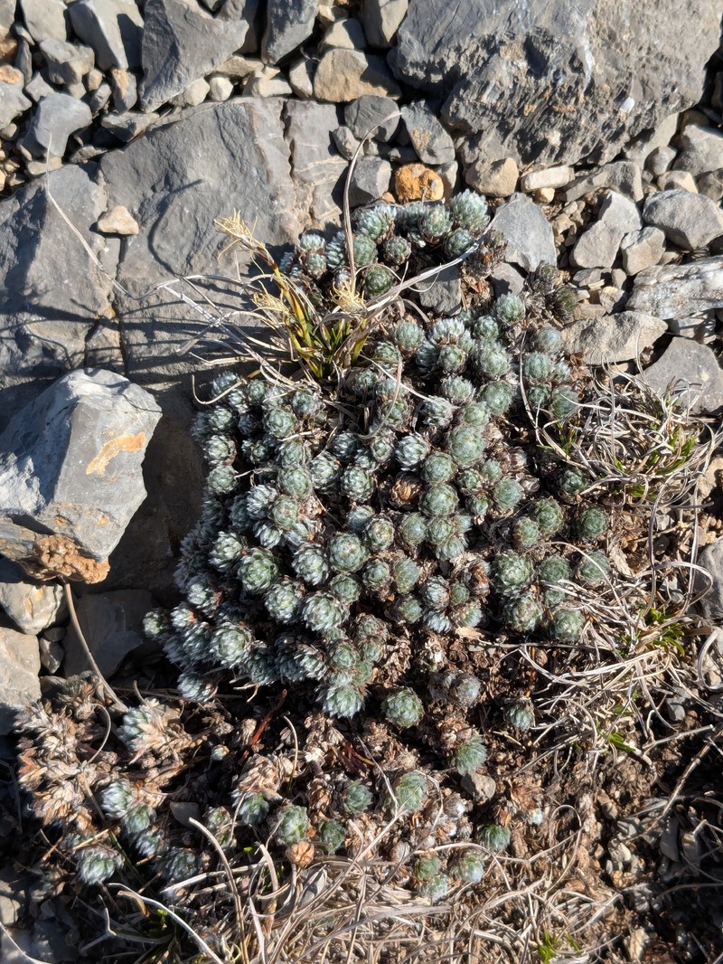 Androsace villosa subsp. villosa