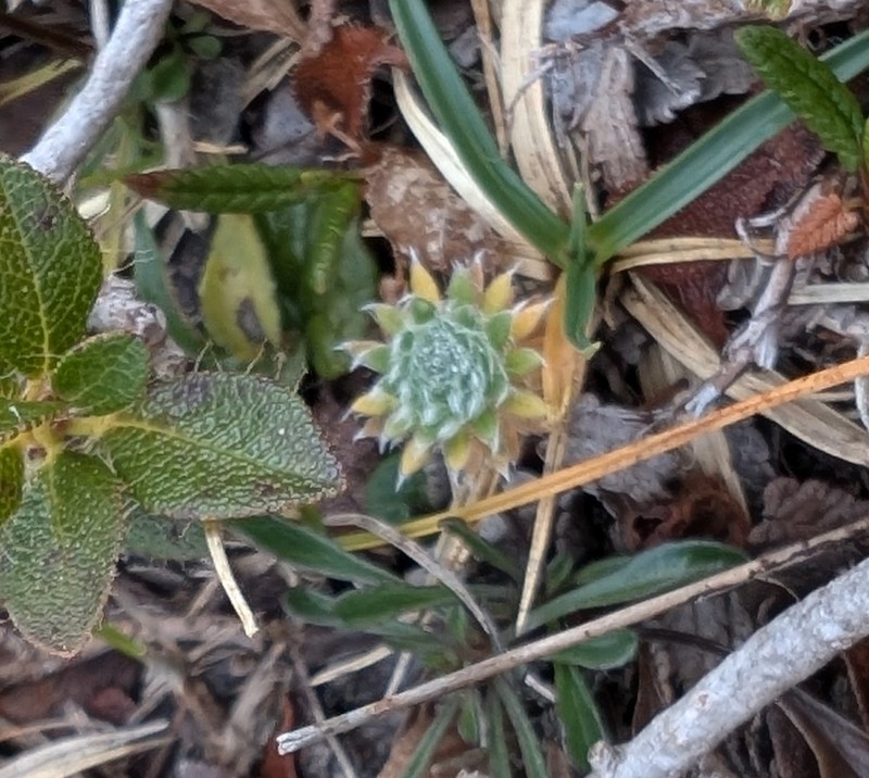 Androsace villosa subsp. villosa photo 2