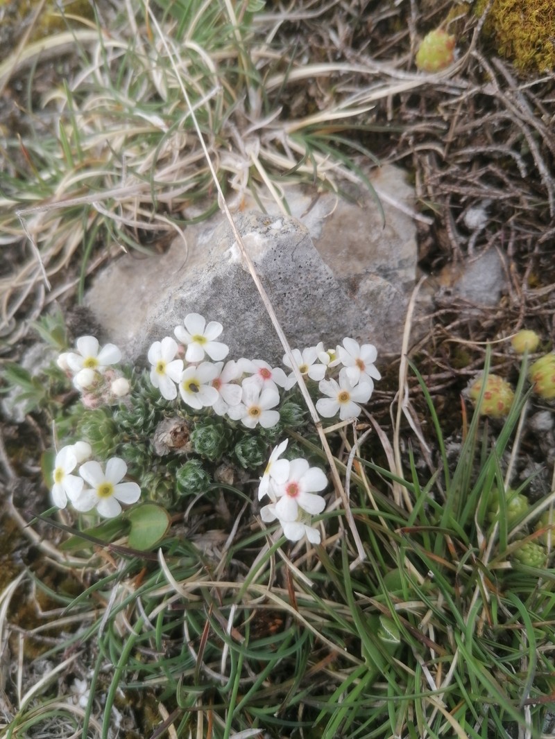 Androsace villosa subsp. villosa photo 3