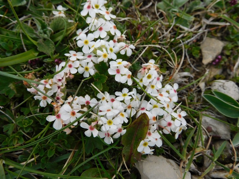 Androsace villosa subsp. villosa photo 4