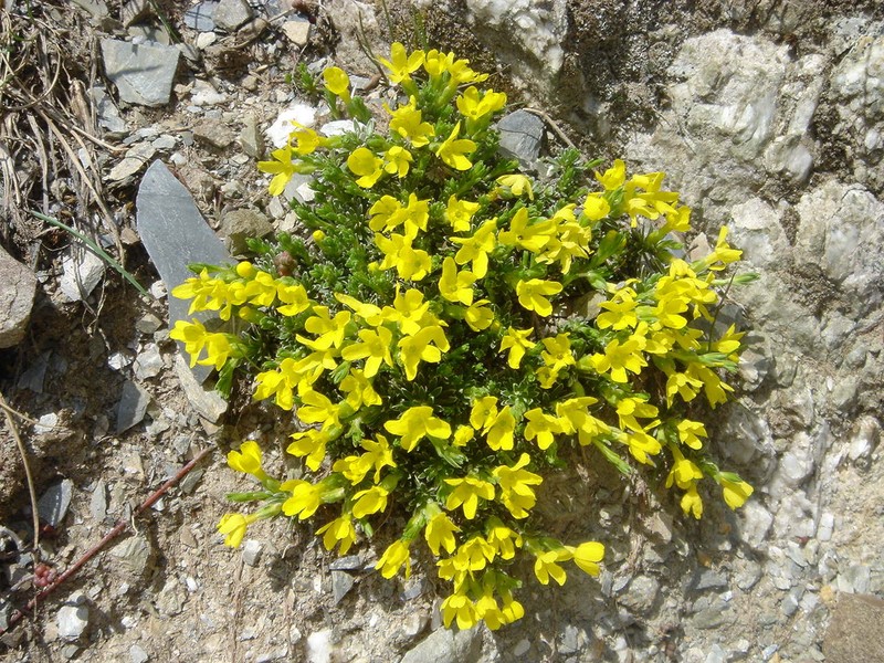 Androsace vitaliana